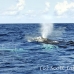 whale_humpback_h_00870_dom3002.jpg
